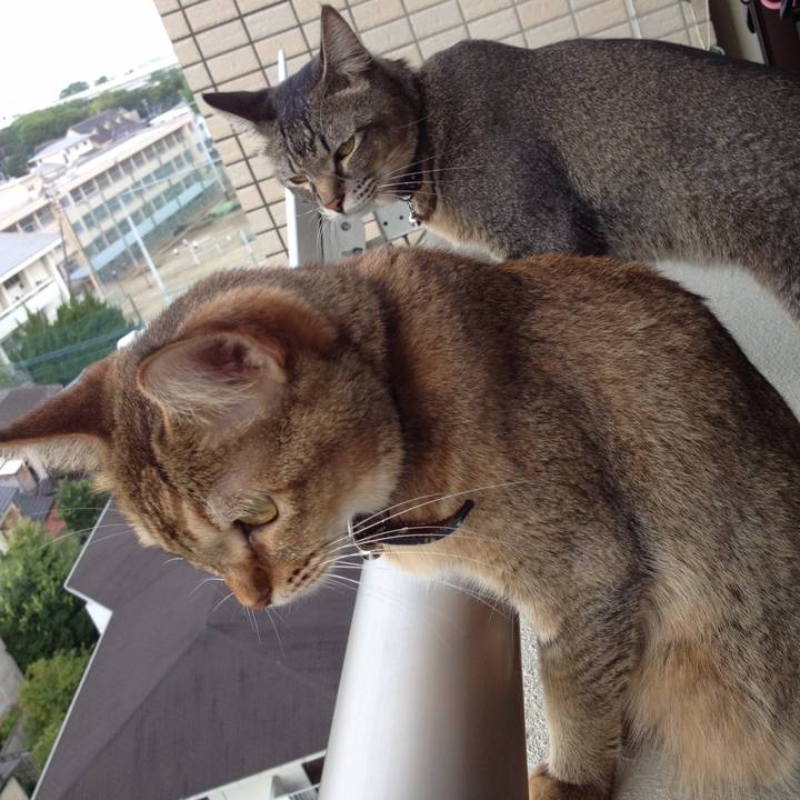 436b8618 c655 4c83 97ac 090dd30d86df