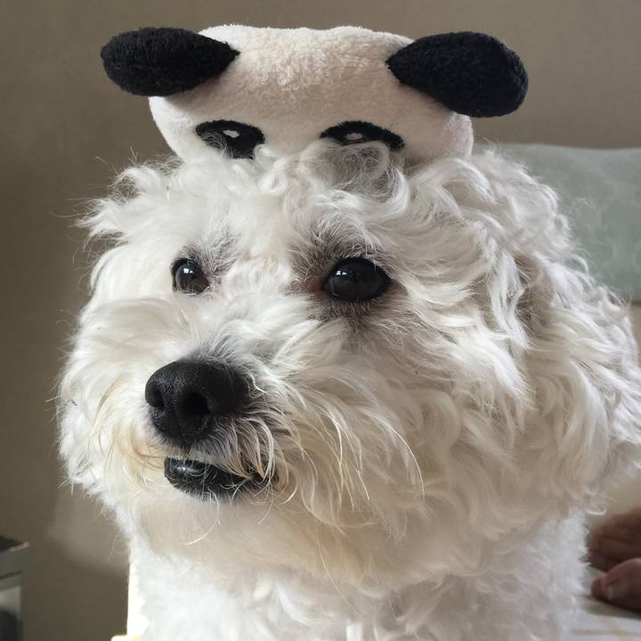 43822d4d 7b68 4fe5 8037 70c0dce9ae36