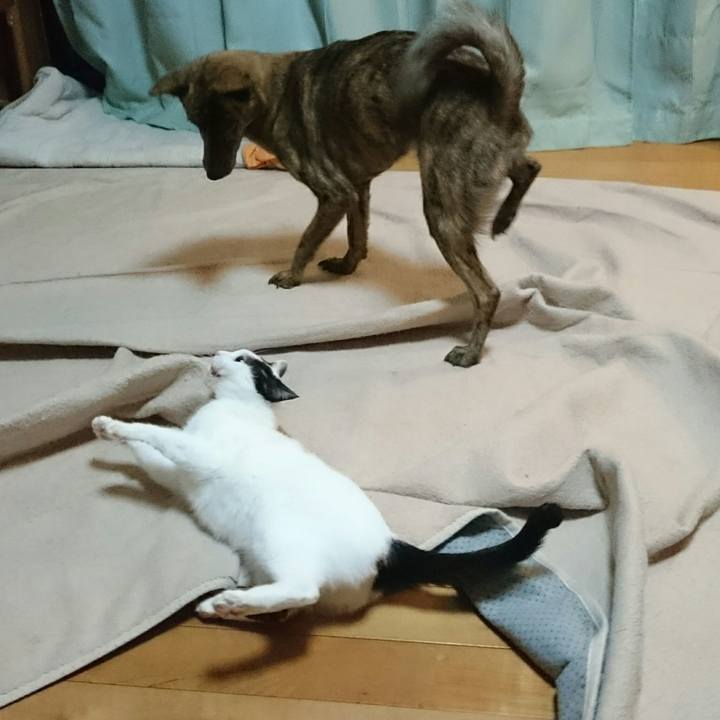 4383da34 d0d2 412b 818d 9669ee3f454e