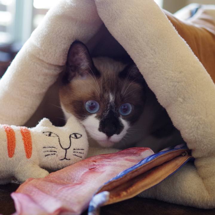 4386455d 13df 4b99 8853 4b1404e359f8