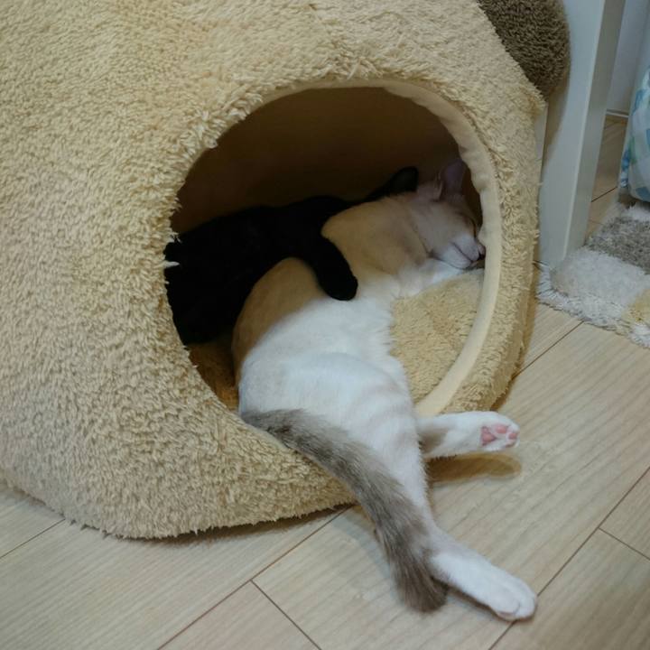 43883fae 78de 4b74 ad60 f6947b98c5a9