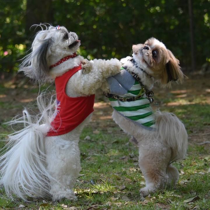 438bf614 68fe 4d44 9f41 1eeee324974c