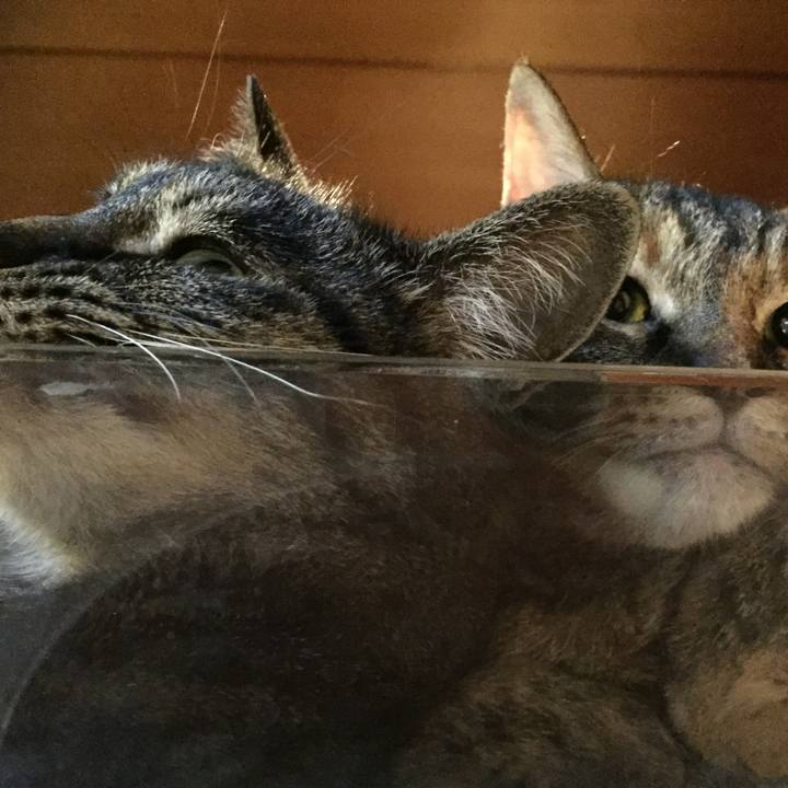 438c85c0 e2f8 460b b3e5 46692a19f500