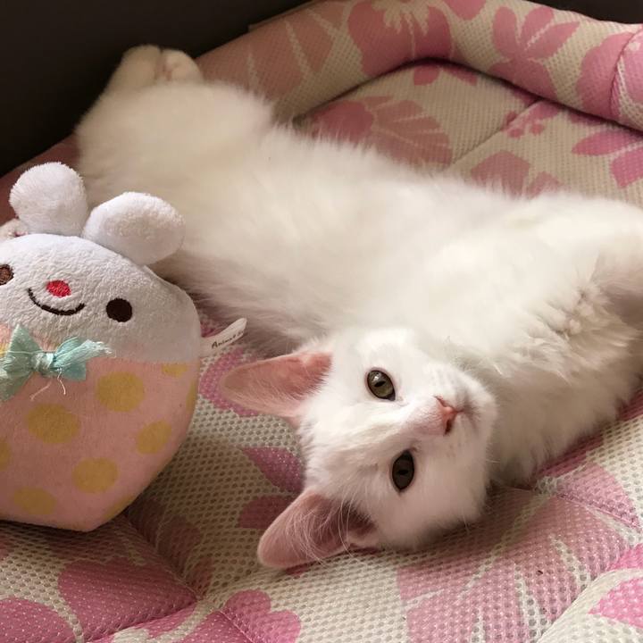 438f8e93 a7ae 419a 98f5 518891a856d5