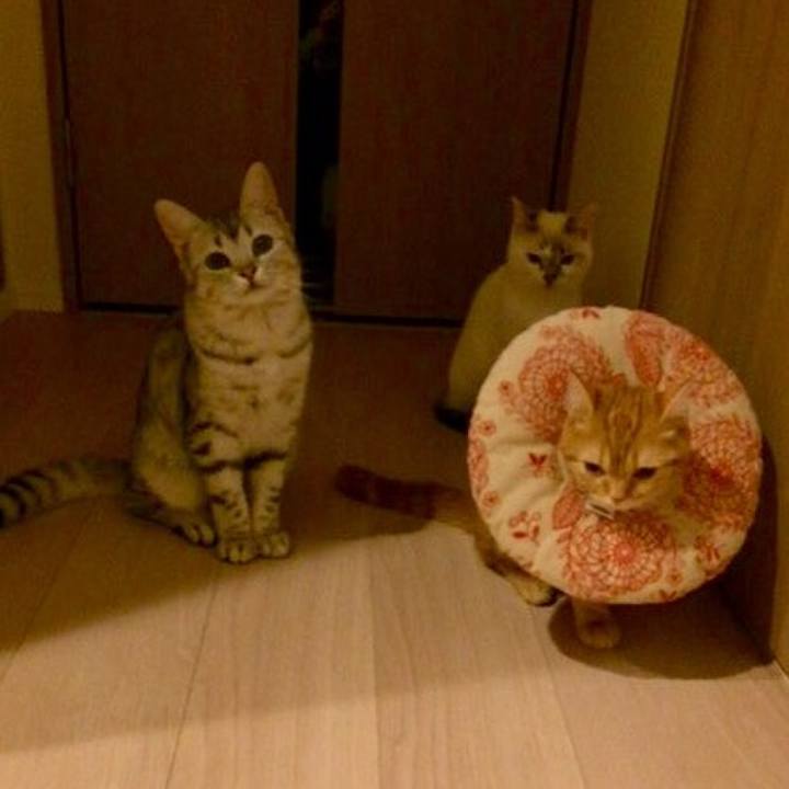 43916ed1 a8ed 4e70 a819 3cc5d9c4b805