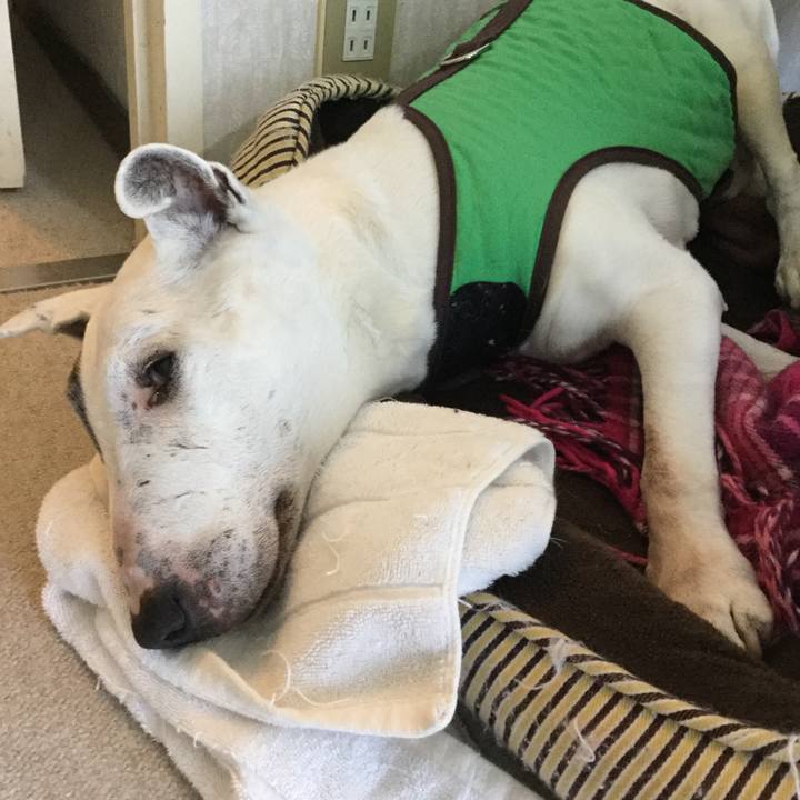 4392ceda 9b88 4d1c b60b 2b16056a3d6f