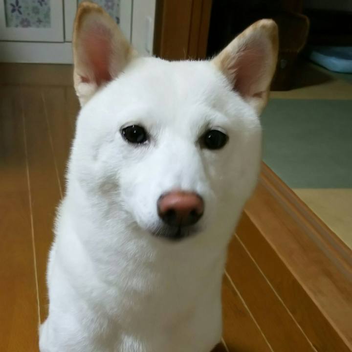 4394f88a af3a 46a8 a2a0 32308bbe523b