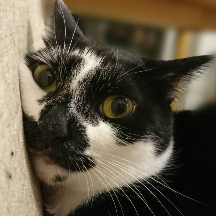 43954640 1c75 4d24 83d8 d98c4fce1ca0