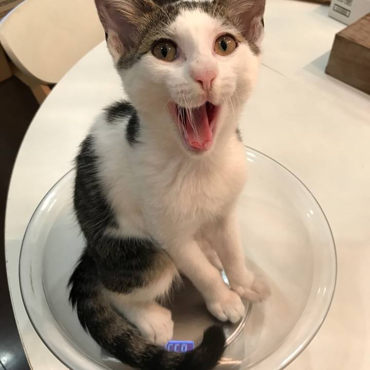 43954f15 a8eb 463a a6d0 4216d667ee9d