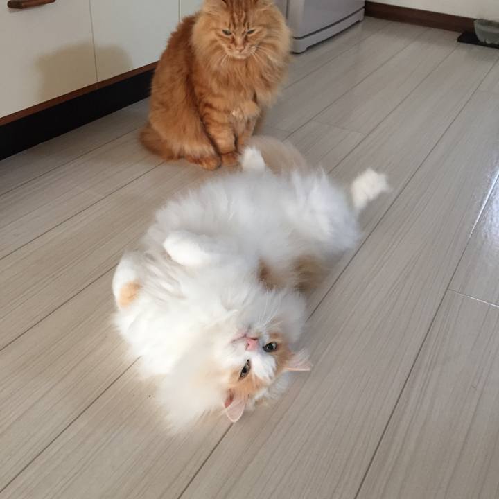 43985793 a07a 45b2 b1c4 86e705932225