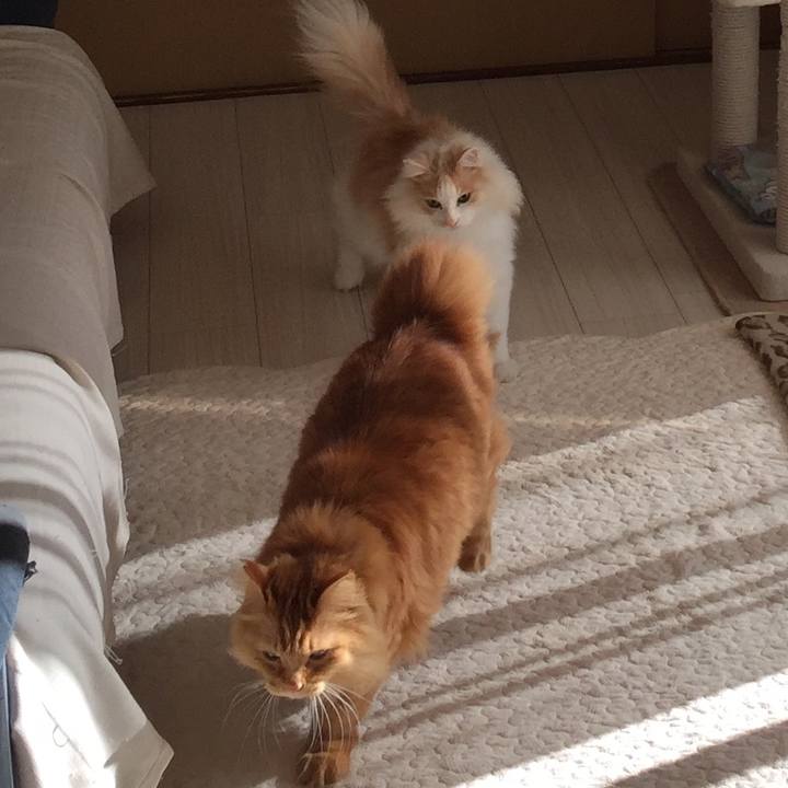 43a428f8 cc74 4fb6 8f57 e3d72a7a84e0