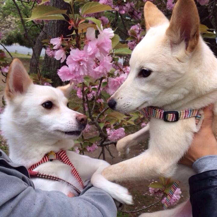 43abfdd9 a2ad 44bf a0f4 aaa448375b91