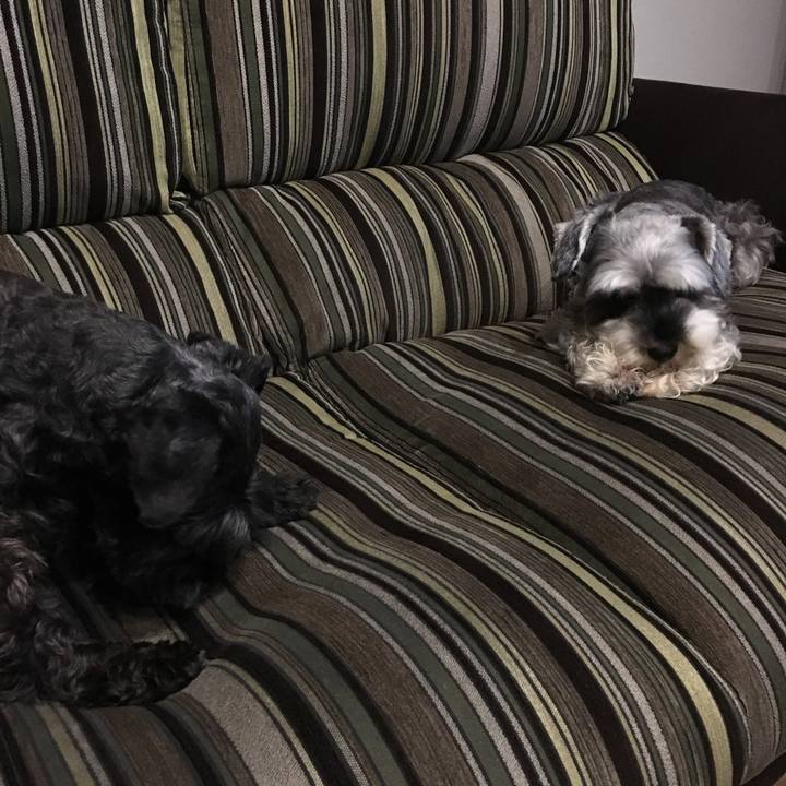 43afda6b e4a2 4ff4 a9df 48e837aab795