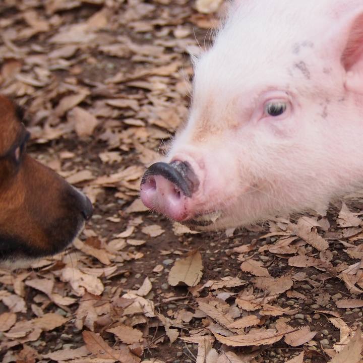 43c7254c 5552 43d6 9eea e6357078f032