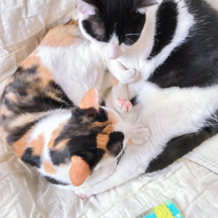 43db25cf 34c7 45c2 9cad 6dae6bf79739