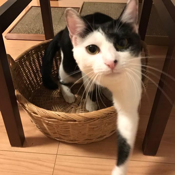 43e21a1a 30ce 40cf 95a1 394ae4f56a82