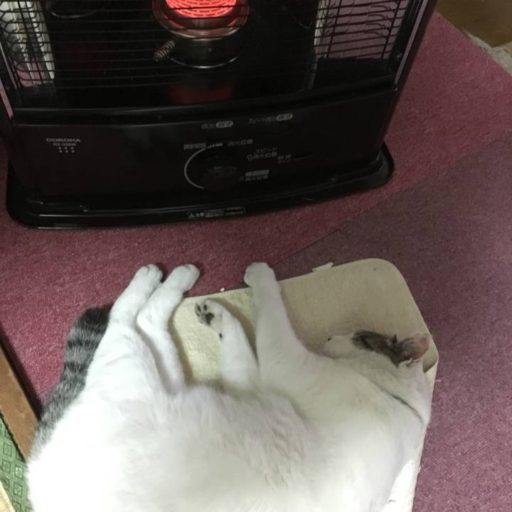 43e4a28b e0c8 451b 8db9 6155a280f49c