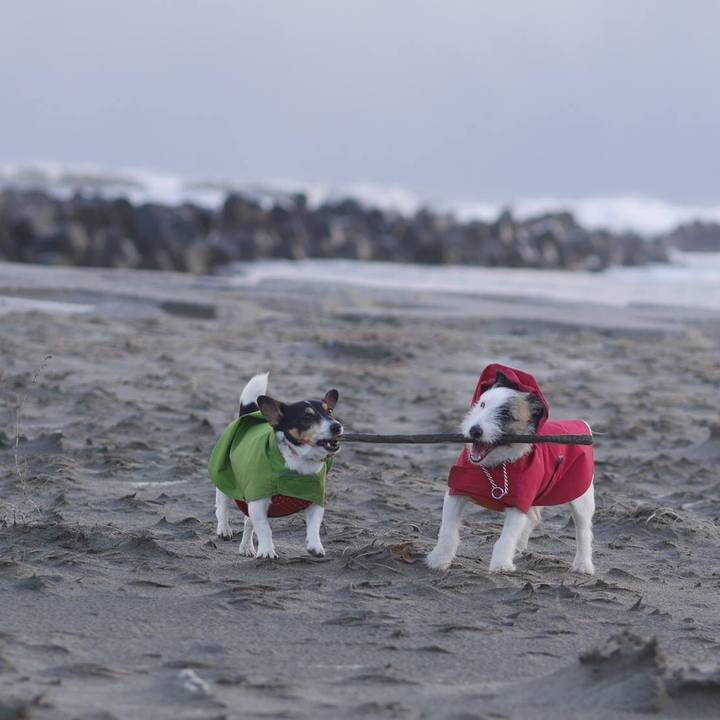 43e4a4e6 ce3f 4ab8 9972 29846c06bf62