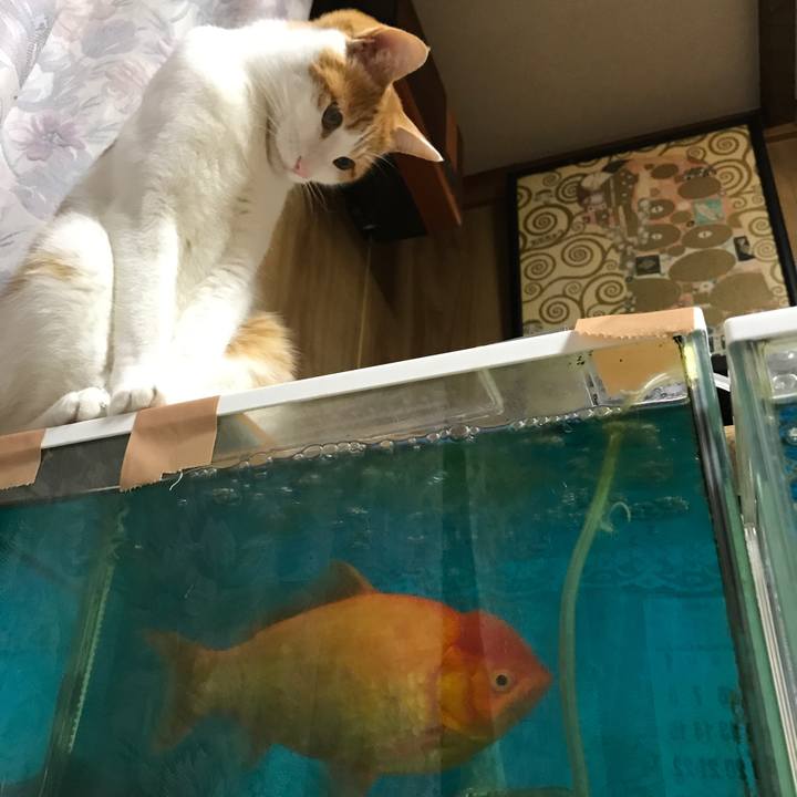 43e74dad c2d4 452a b3b9 84bb45f22fab