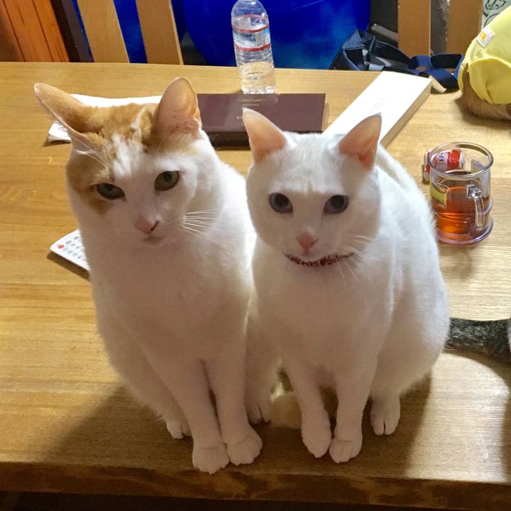 43e98192 6665 4f5f 8a41 2938ea810c54