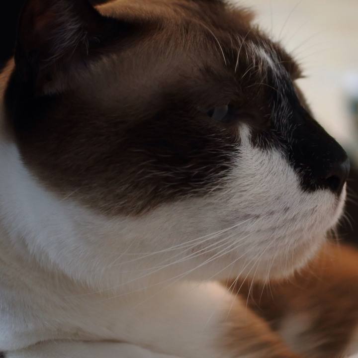 43f45988 2273 4dae 83ff a0ba153f21a4