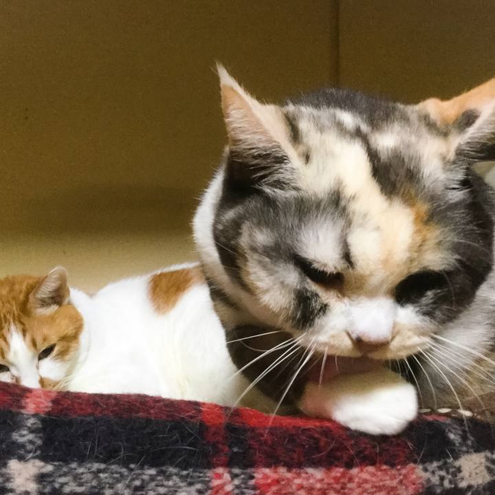 4416c04d 8485 4455 ae50 979836fc23e4