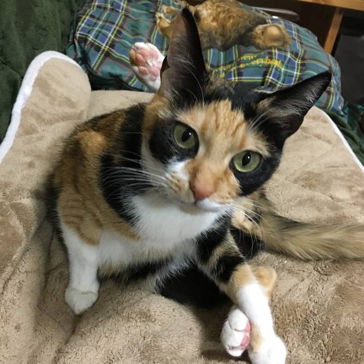 441b3cc9 860a 444a 92c6 2a6186de7612