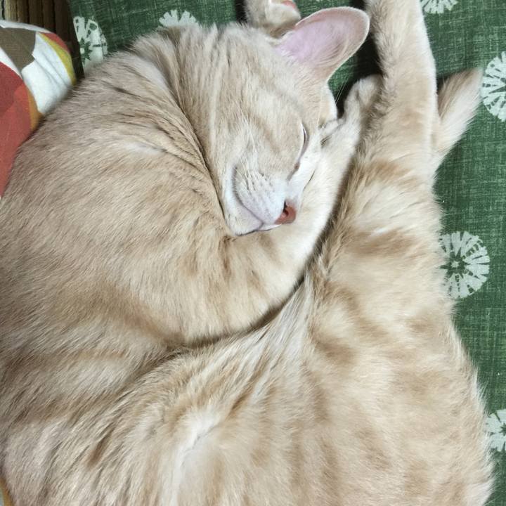 44205286 a2ee 4d40 bd54 8ce7d6a835fa