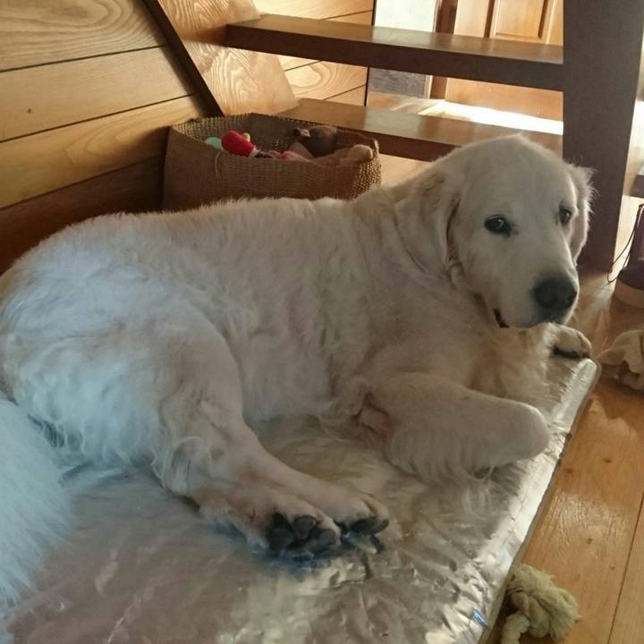 4426c863 b93f 4ed1 bf4c e68b50d122cb