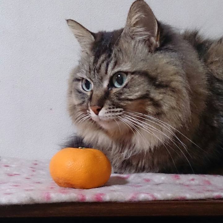 44291d3a 3139 49c8 ae64 395f385c200f