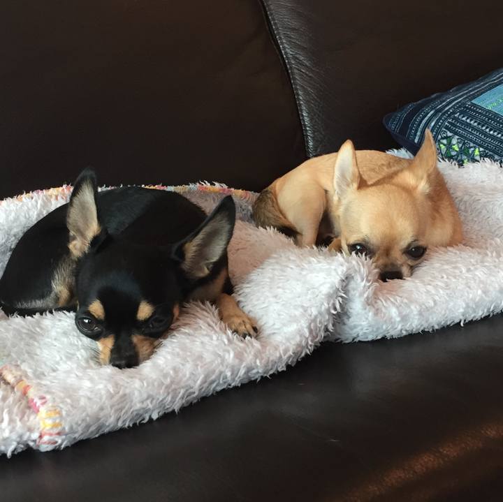 442e8603 ba91 4739 a3c1 91e4194ee2b3