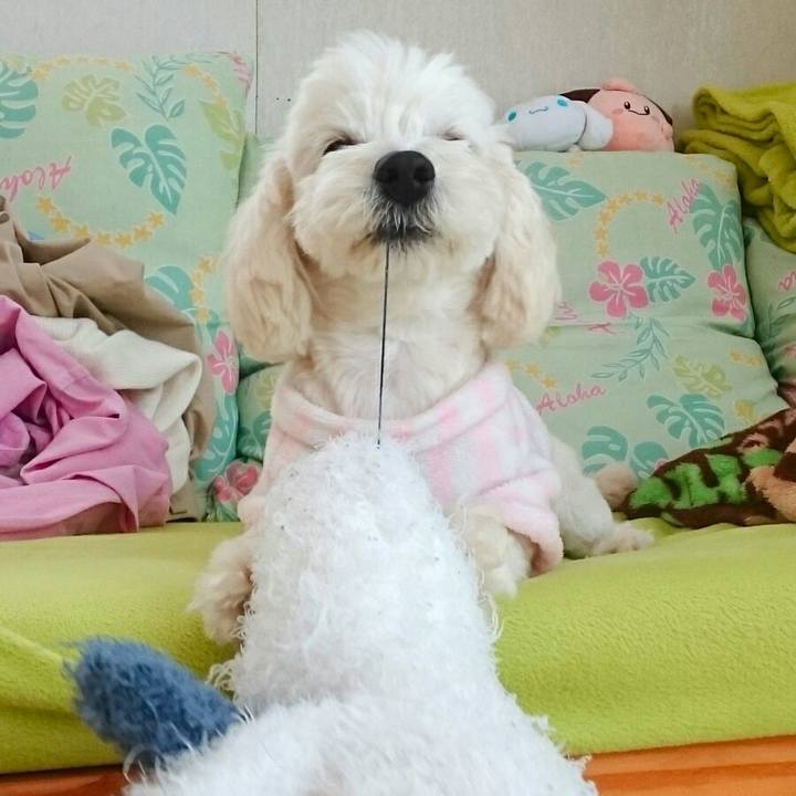 443250bc bc88 4e5d 8aa4 8e50d30cd521