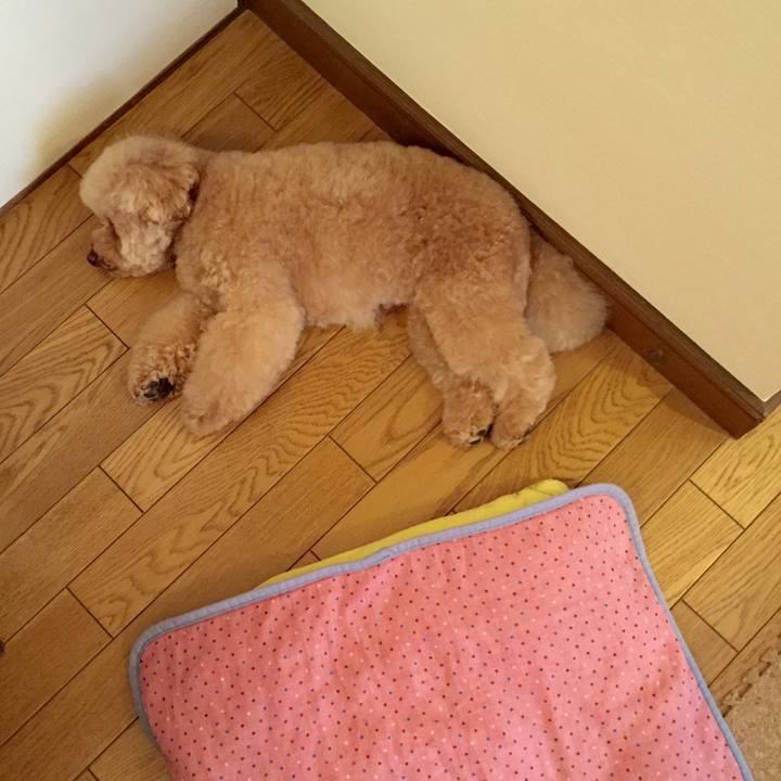 4432817d 567f 4a17 a7ec 8a6eb95a494c