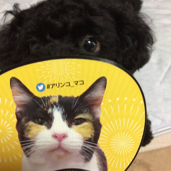 443aec3a 5299 4d0e b4e2 3f7b420bdf3c