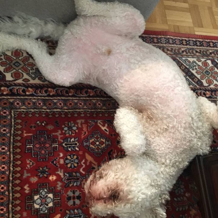 4442ca15 8f4c 4446 97fa 0c778985df9c