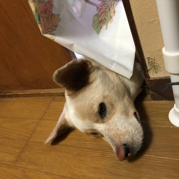 4449d3af ccf8 42e0 b442 b91efba13d5f