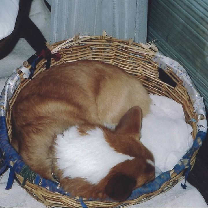 444a0047 217a 43de b54c dbf222a209ca