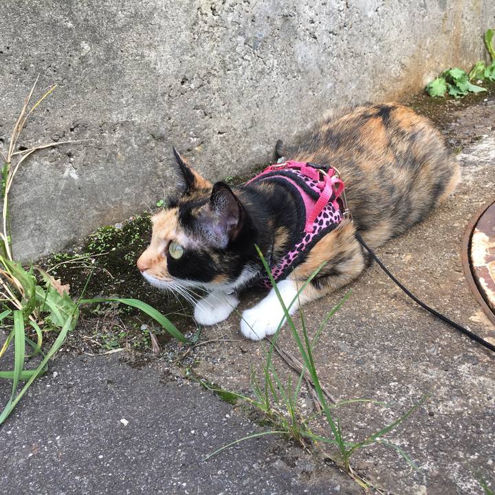 44516b5c 0c7a 449f a094 48a4b5243adf