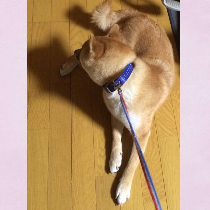 4456530d d174 4344 b903 8c07ffb80498