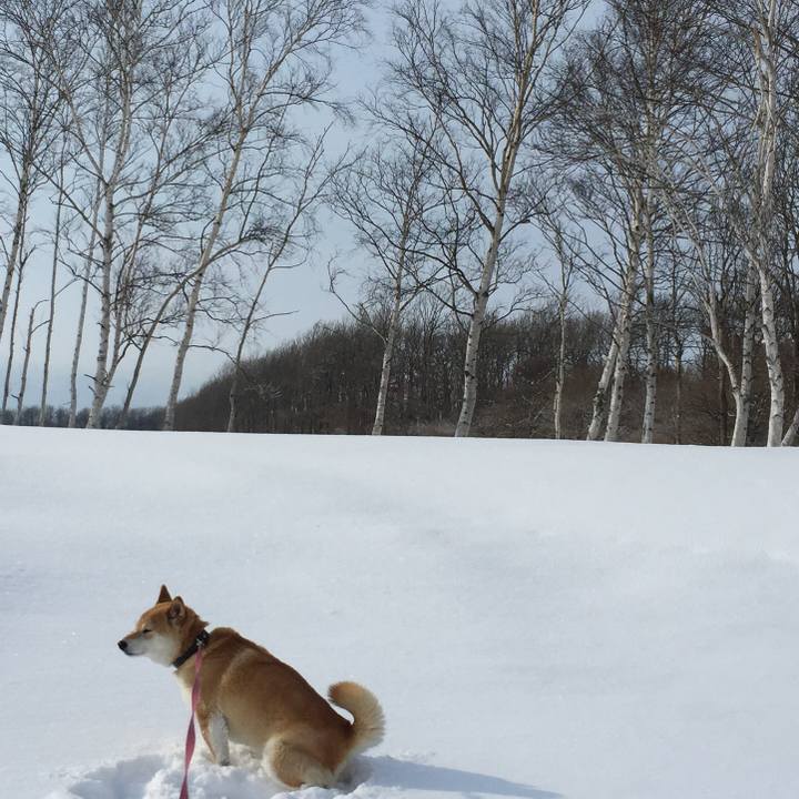 4457afee 7af0 49f8 90c5 219a309c7d85