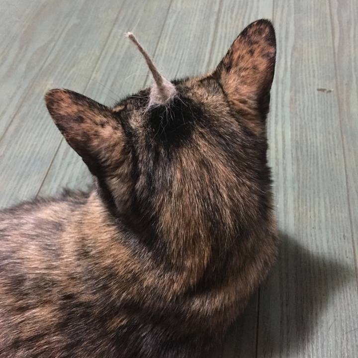 4459bf59 64cf 4d29 a3b0 d1a2032d9de9