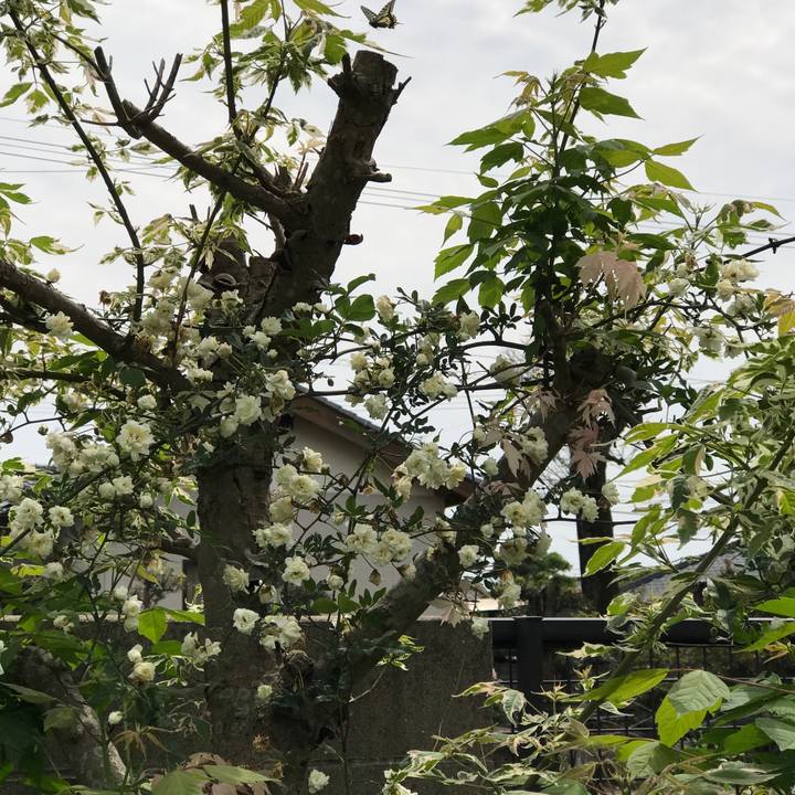 446bdc4b a94d 4c5e 852b d4f2974c131b