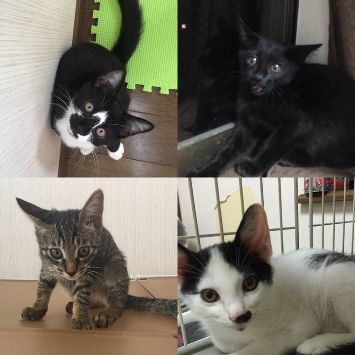 446c0a39 2abf 4bcb ae60 0d250485bca9