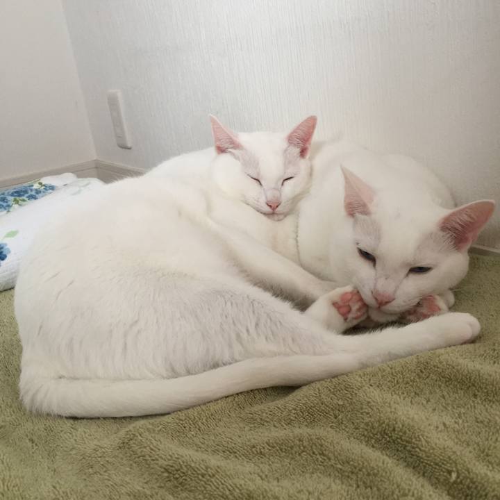 4479c354 bb52 46c4 b205 d0a3c410fc0d