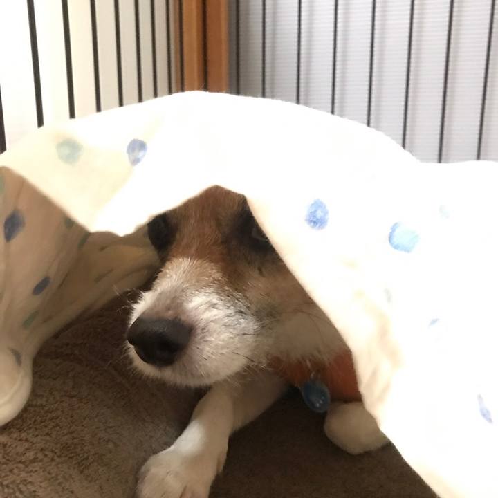 447bfe8e 8569 44a0 a8e1 466531896f19