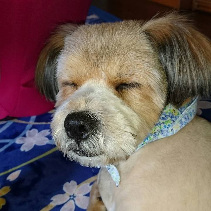 4485fa6d 96e8 4769 bb56 8d65f8310c5d