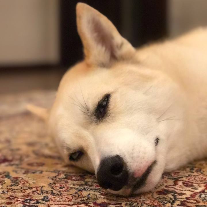 44863f50 2dfd 4dd3 89e0 c5003b4e86c6