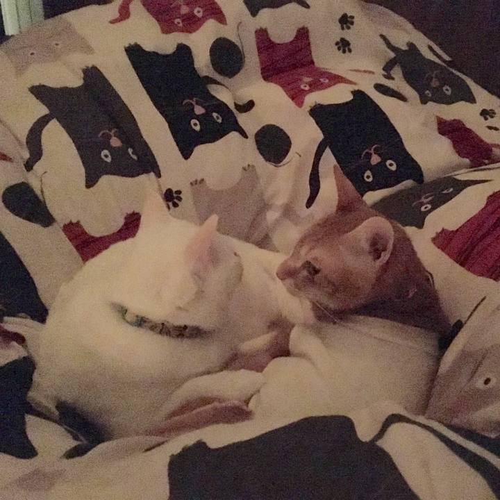 44881040 5339 40d8 9983 89295a1f6084