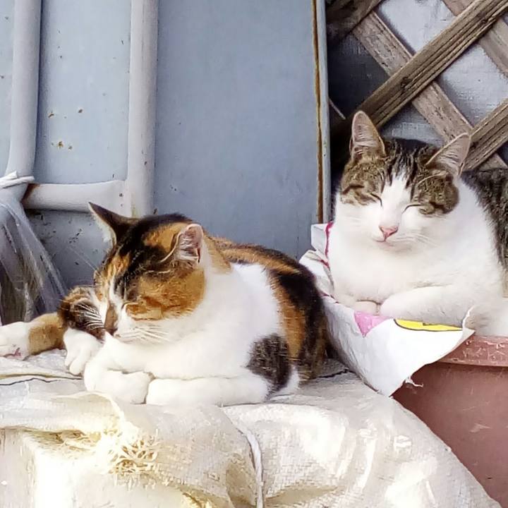 448a4814 787e 4603 a9af 4020fb1c775a