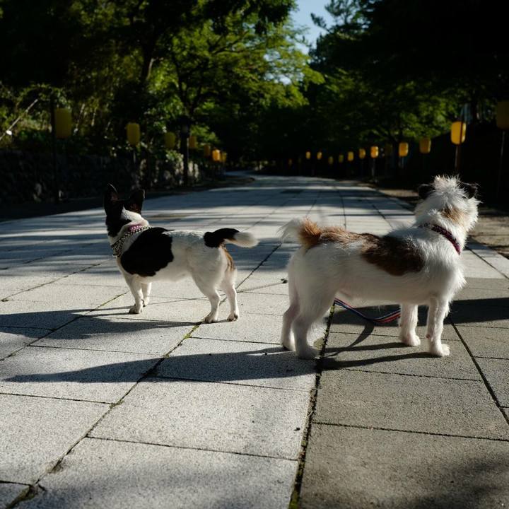 448be628 0b6c 437d 8c6f c4adadeafbdd